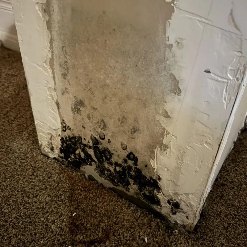 Professional Mold Removal in Palm Bay, FL